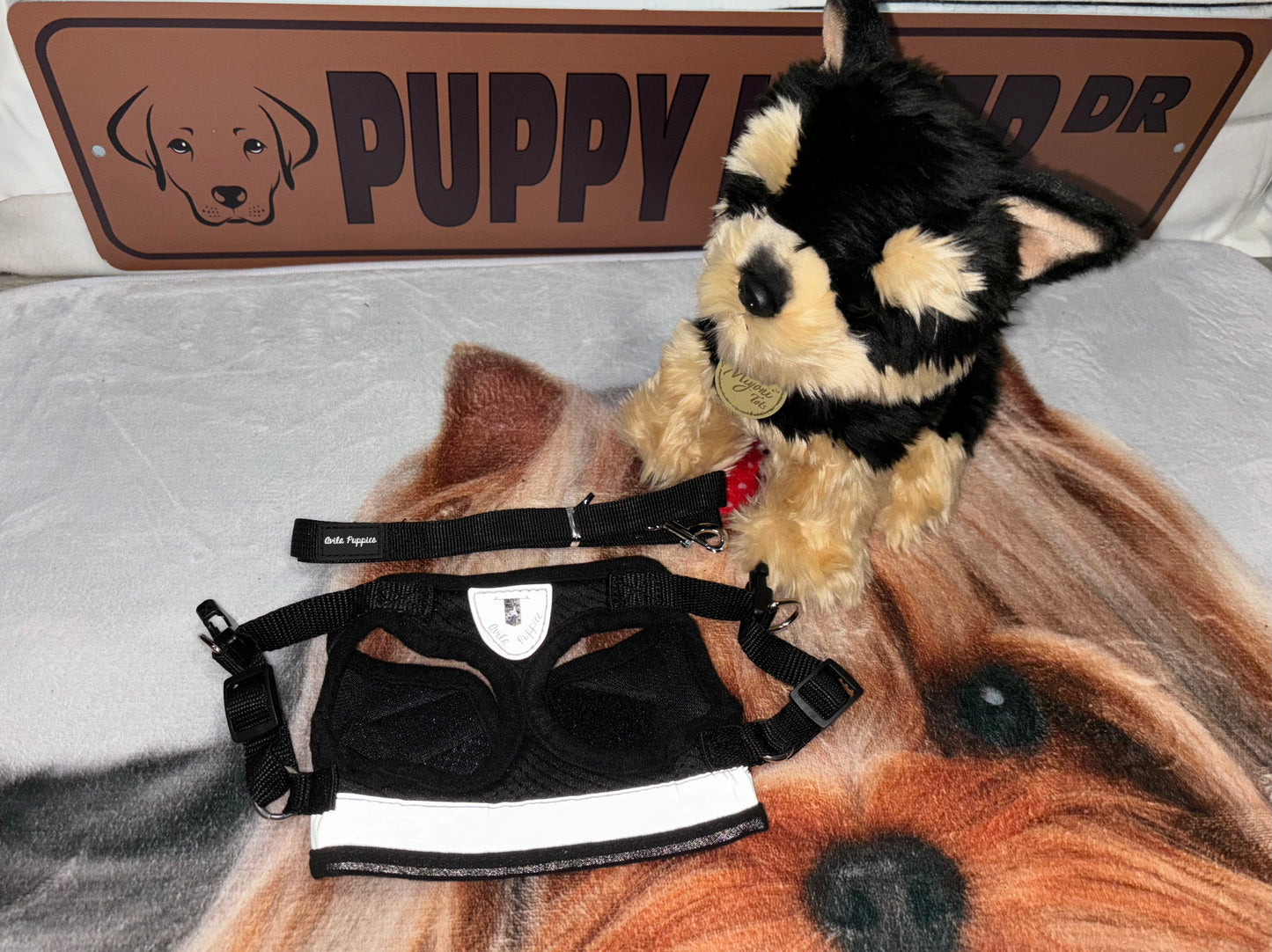 Harness with Leash