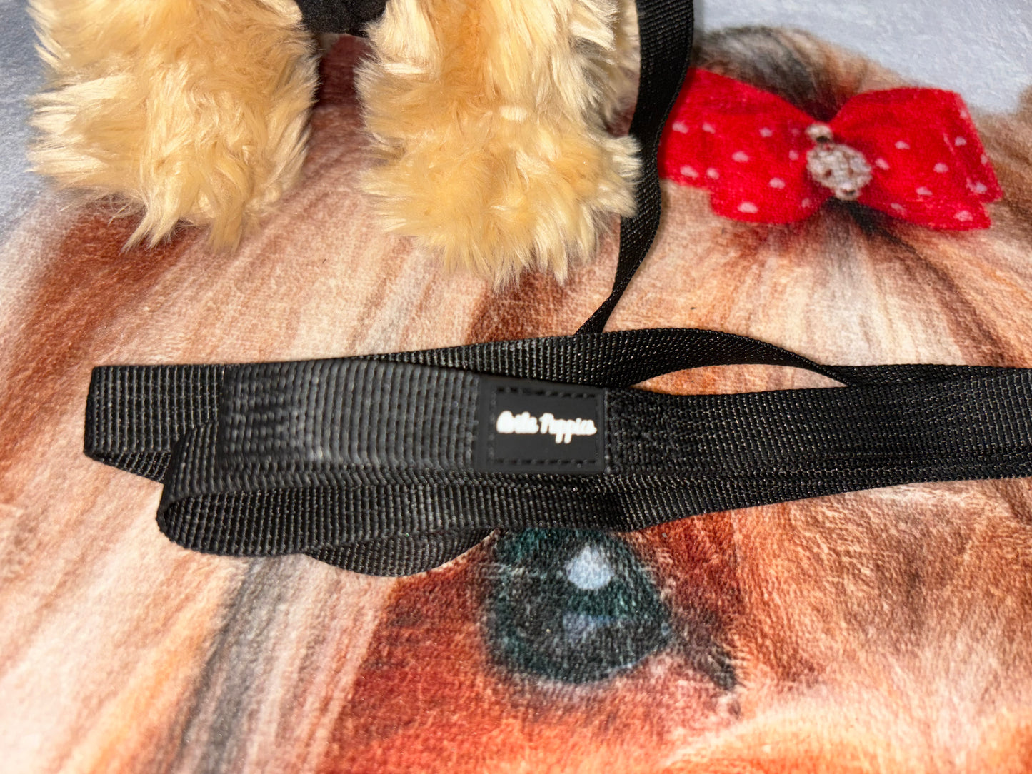 Harness with Leash