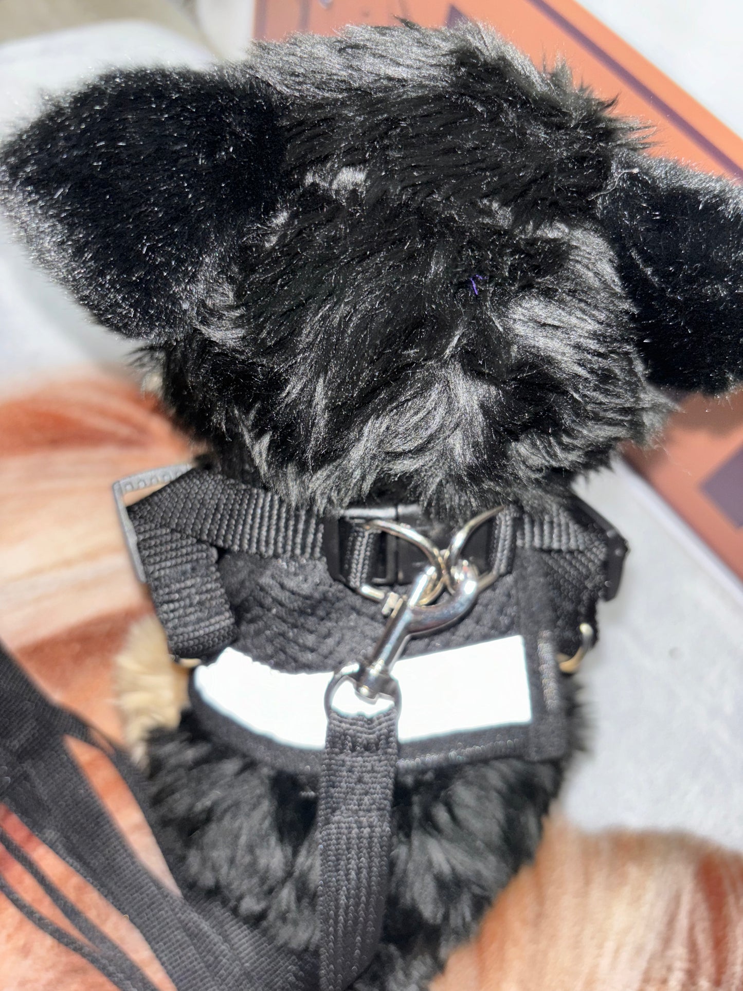 Harness with Leash