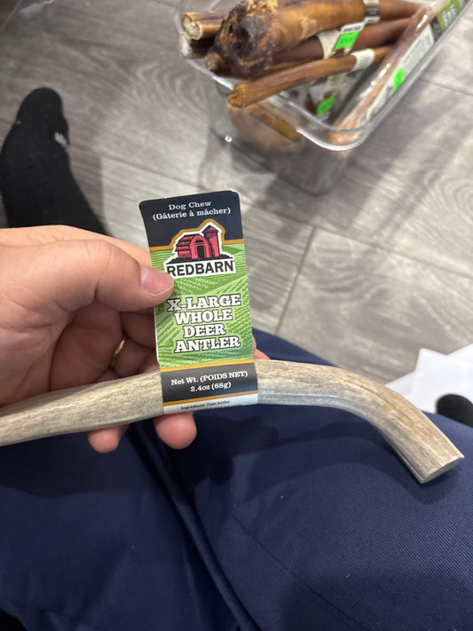 Deer Antler