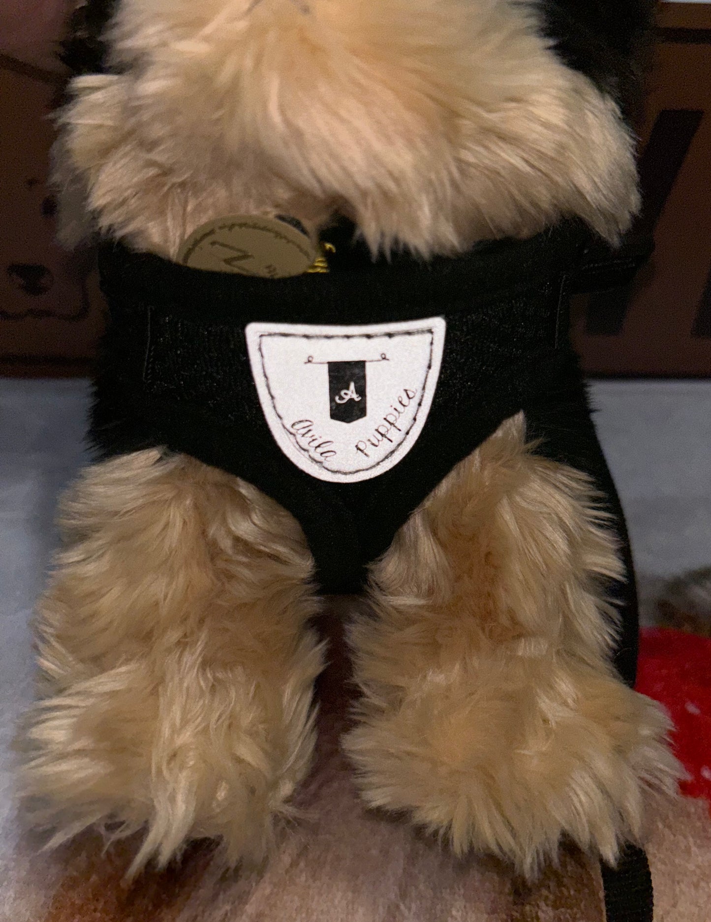 Harness with Leash